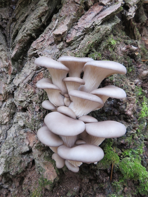 hliva ustricovitá Pleurotus ostreatus (Jacq.) P. Kumm.