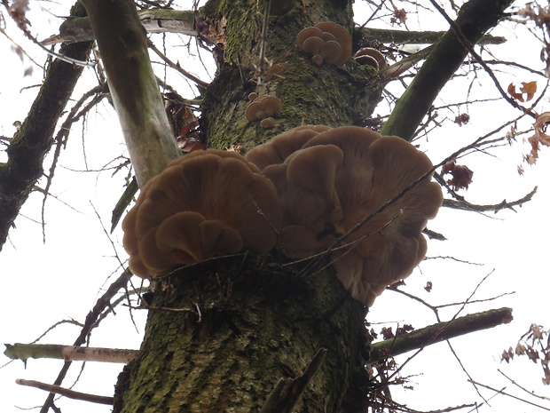 hliva ustricovitá - hubársky úlovok  Pleurotus ostreatus (Jacq.) P. Kumm.