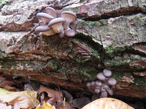 hliva ustricovitá Pleurotus ostreatus (Jacq.) P. Kumm.