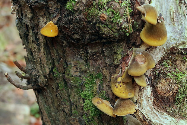 pňovka neskorá Sarcomyxa serotina (Pers.) P. Karst.