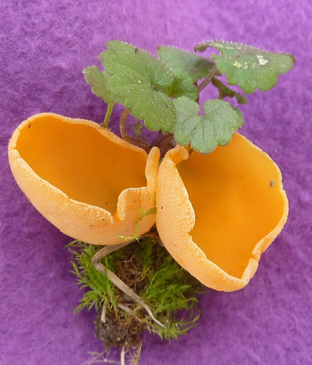 tanierovka oranžová - brošňa Aleuria aurantia (Pers.) Fuckel