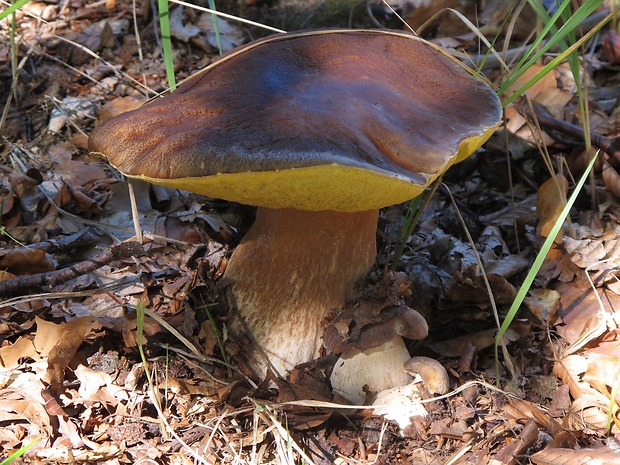 hríb smrekový Boletus edulis Bull.