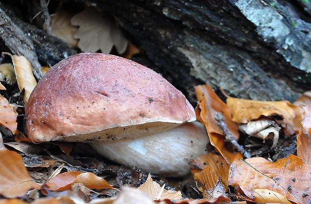 hríb sosnový Boletus pinophilus Pil. et Dermek in Pil.