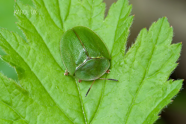 štítnatec zelený Cassida viridis