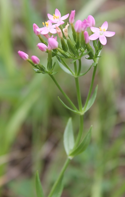 zemežlč menšia Centaurium erythraea Rafn