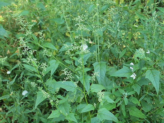 mrlík  ? Chenopodium ? L.