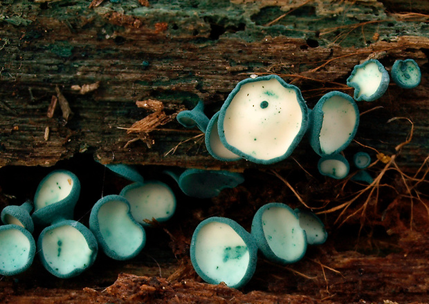 zelenica Chlorociboria sp.