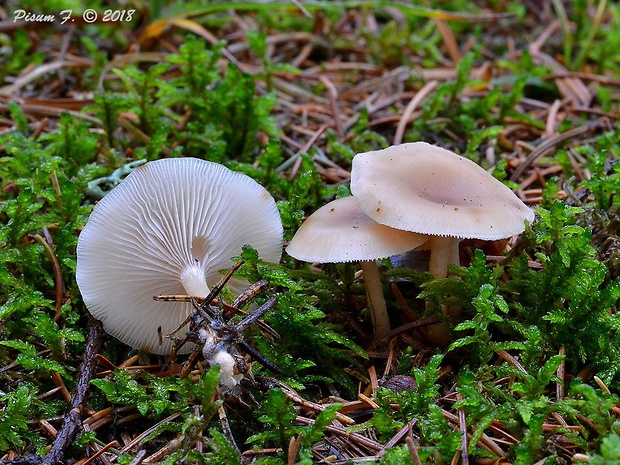 strmuľka Clitocybe sp.