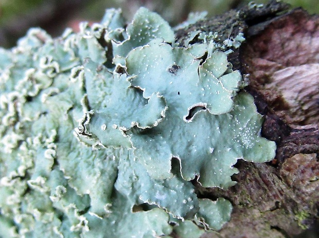 diskovka zelenožltá Flavopunctelia flaventior (Stirt.) Hale