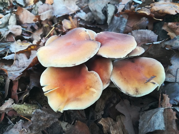 strapcovka zväzkovitá Hypholoma fasciculare (Huds.) P. Kumm.