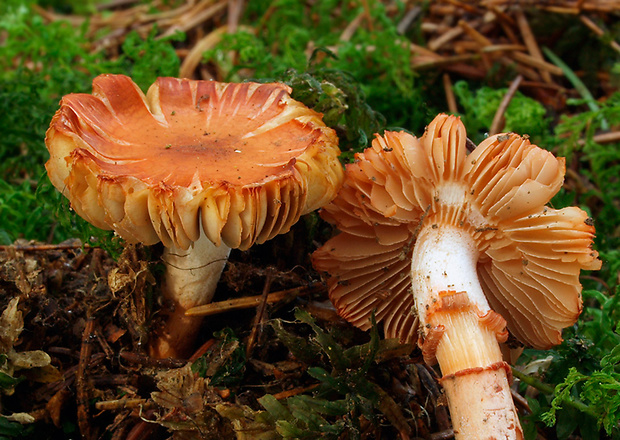 vláknica Whiteova Inocybe whitei (Berk. & Broome) Sacc.