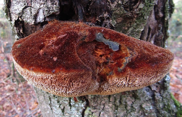 ryšavec srstnatý Inonotus hispidus (Bull.) P. Karst.