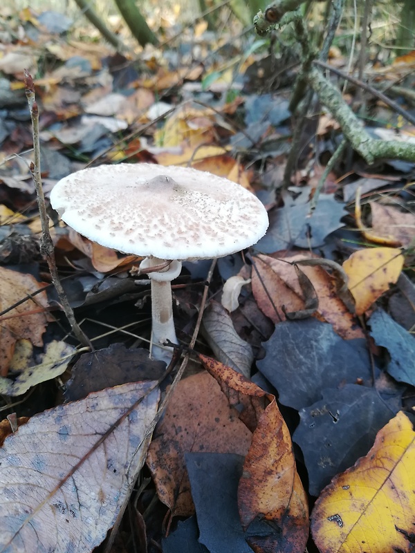 bedľa štíhla Macrolepiota mastoidea (Fr.) Singer