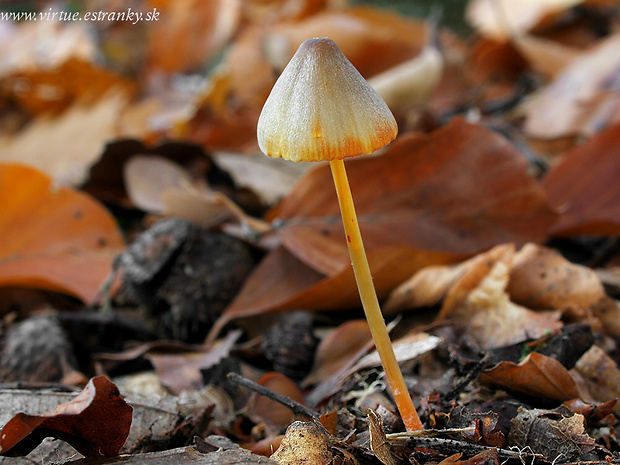 prilbička šafranová Mycena crocata (Schrad.) P. Kumm.