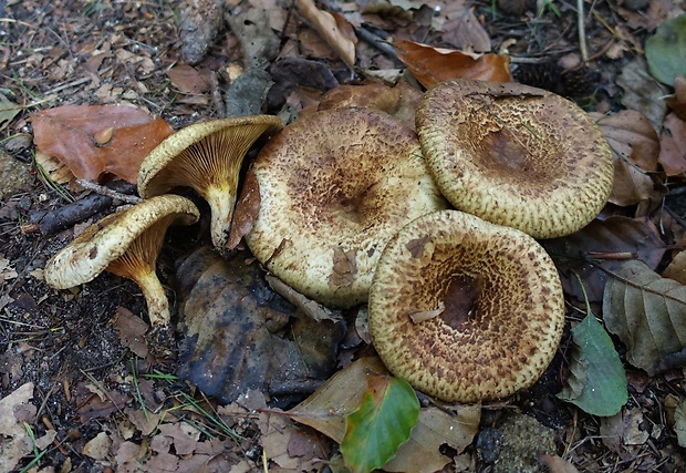 čechračka jelšová Paxillus rubicundulus P.D. Orton