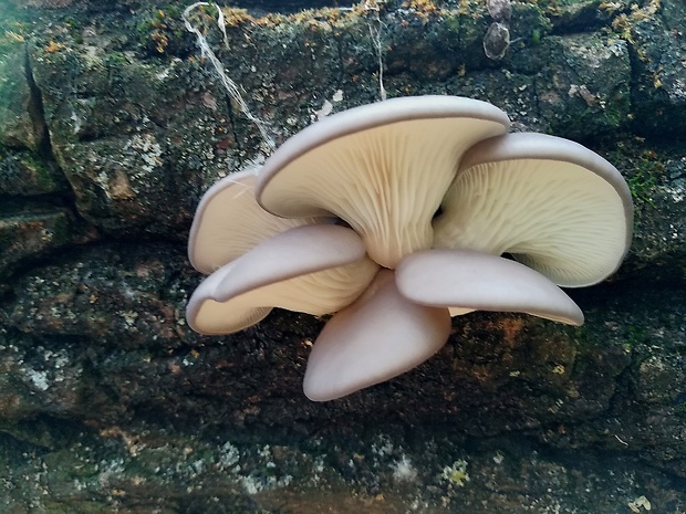 hliva ustricovitá Pleurotus ostreatus (Jacq.) P. Kumm.