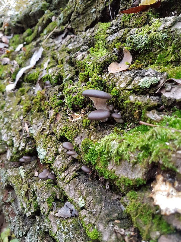 hliva ustricovitá Pleurotus ostreatus (Jacq.) P. Kumm.