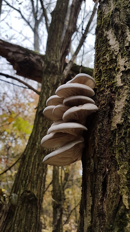 hliva ustricovitá Pleurotus ostreatus (Jacq.) P. Kumm.