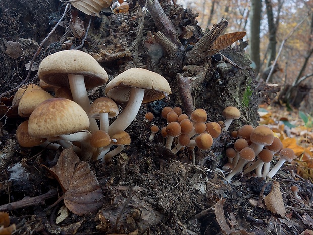 drobuľka vodomilná Psathyrella piluliformis (Bull.) P.D. Orton