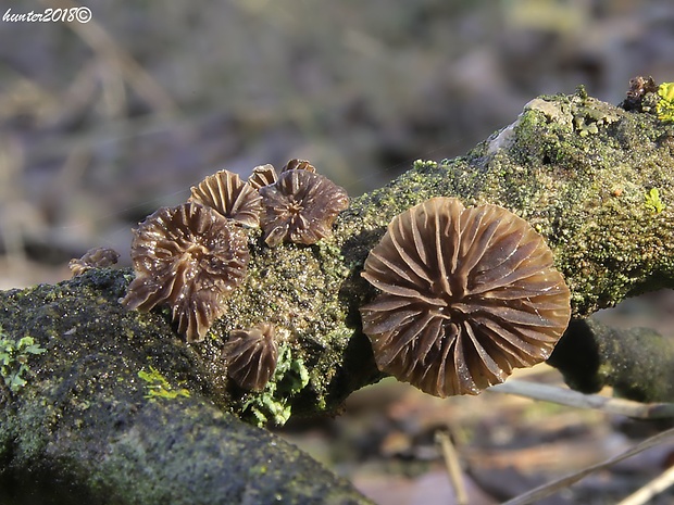 lastúrnik chlpatý Resupinatus trichotis (Pers.) Singer