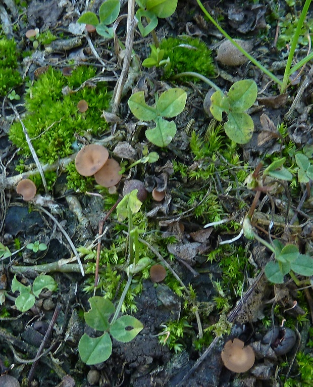 hľuznatka ďatelinová Sclerotinia cf. trifoliorum Erikss.