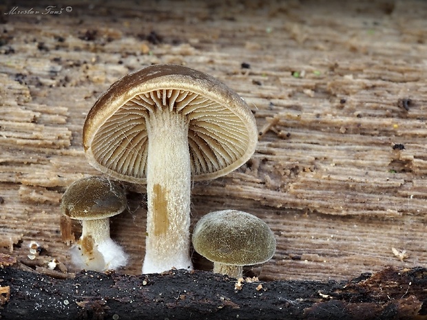 smeťovička   Simocybe sp.