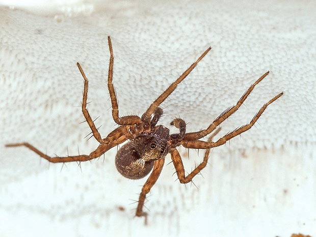 běžník, samec Xysticus cristatus