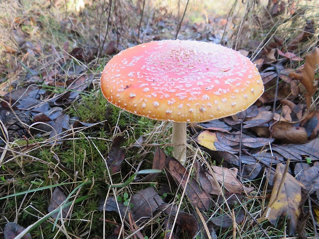 muchotrávka červená Amanita muscaria (L.) Lam.