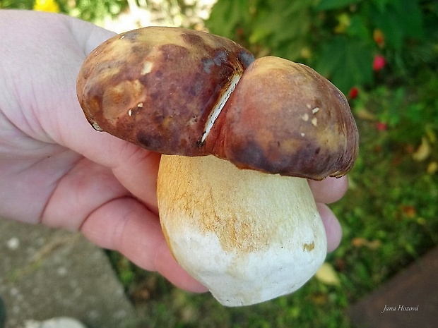 hríb sosnový Boletus pinophilus Pil. et Dermek in Pil.