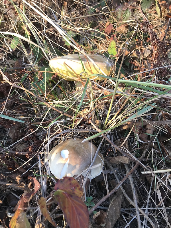 hríb dubový Boletus reticulatus Schaeff.