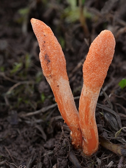 žezlovka hmyzová Cordyceps militaris (Fr.) Link