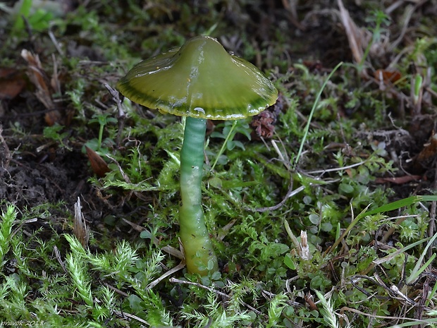 lúčnica žltozelená Gliophorus psittacinus (Schaeff.) Herink