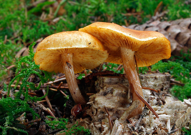 šupinovec nevoňavý Gymnopilus penetrans (Fr.) Murrill