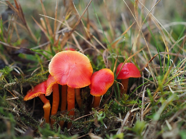 lúčnica šarlátová Hygrocybe coccinea (Schaeff.) P. Kumm.