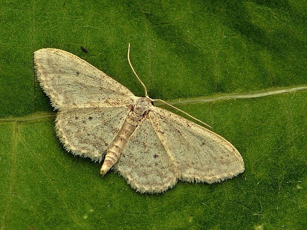 piadica čremchová Idaea seriata