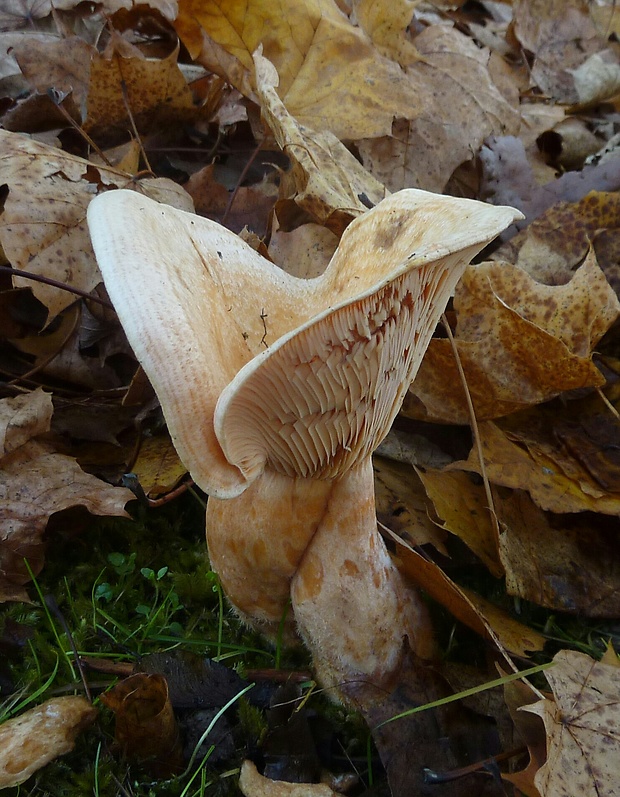 rýdzik jedĺový Lactarius salmonicolor R. Heim & Leclair