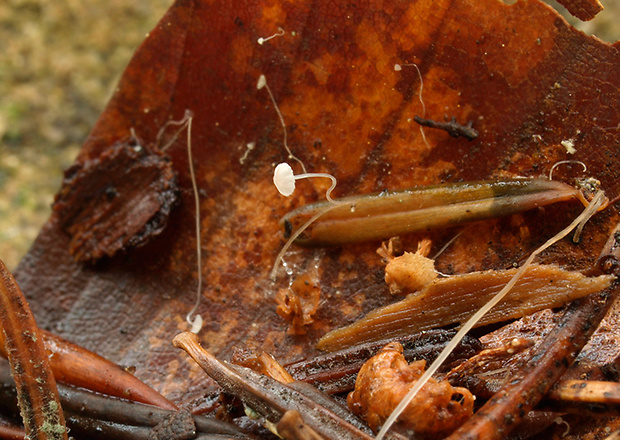 prilbička vlasová Mycena capillaris P. Karst.