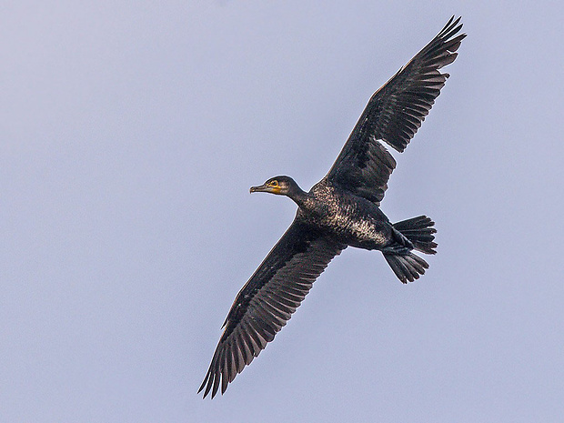 kormorán veľký   Phalacrocorax carbo