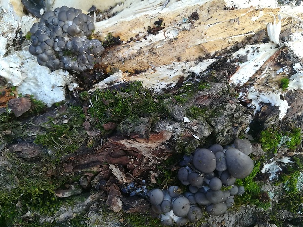 hliva ustricovitá Pleurotus ostreatus (Jacq.) P. Kumm.