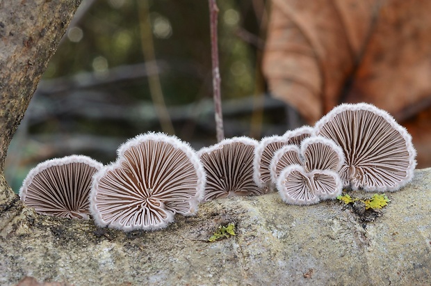 klanolupeňovka obyčajná Schizophyllum commune Fr.