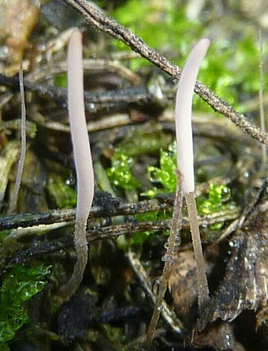 piestovka trávová Typhula incarnata Lasch