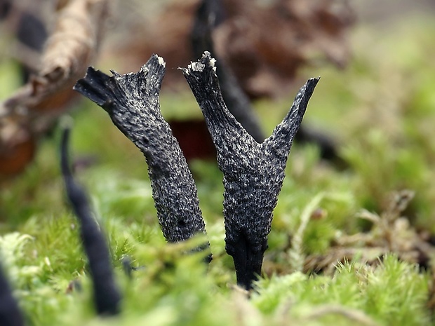 drevnatec parohatý Xylaria hypoxylon (L.) Grev.