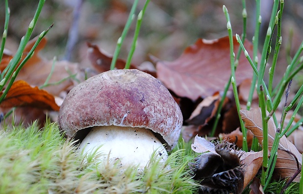 hríb sosnový Boletus pinophilus Pil. et Dermek in Pil.