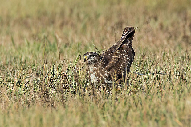 myšiak lesný   Buteo buteo