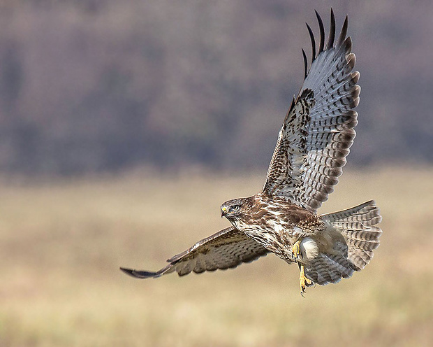 myšiak lesný   Buteo buteo