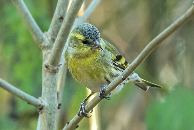 stehlík čižavý  Carduelis spinus