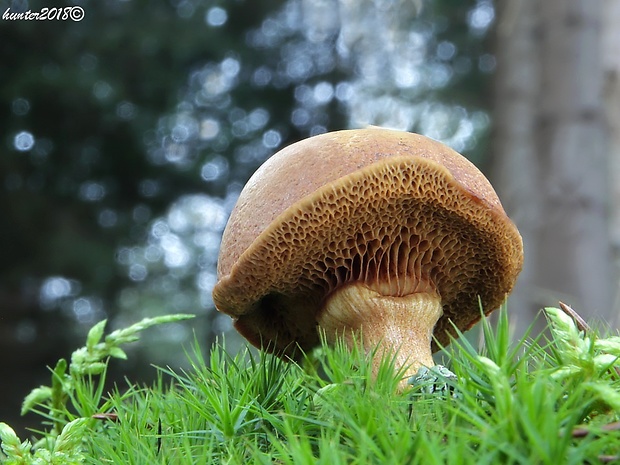 meďovec korenistý Chalciporus piperatus (Bull.) Bataille