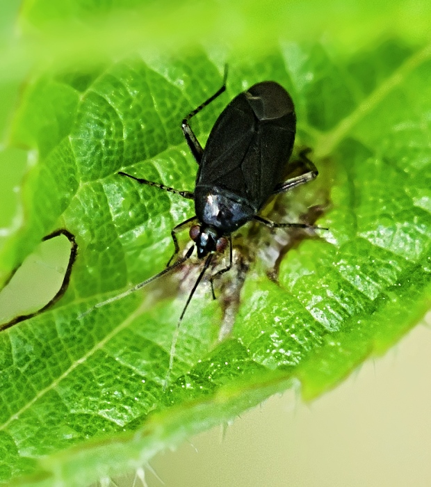 bzdôška Chlamydatus pullus