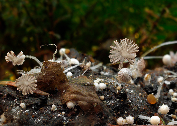 hnojník margarétovitý Coprinellus heptemerus (M. Lange & A.H. Sm.) Vilgalys, Hopple & Jacq. Joh