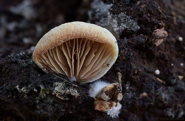 pahliva Crepidotus malachius Sacc.